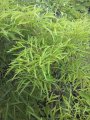 Polyscia Fructicosa - Hauteur : 2/3 mètres